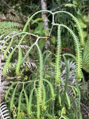 Gleicheniaceae