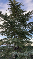 Cedrus deodara