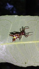 Micrathena
