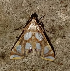 Acentropinae