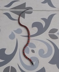 Micrurus dumerilii carinicauda