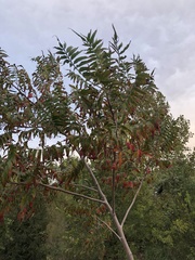 Rhus lanceolata