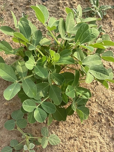 Arachis hypogaea