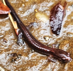 Plethodontinae