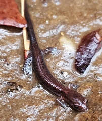 Plethodontinae