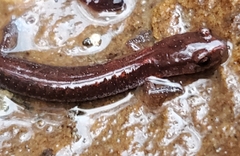 Plethodontinae
