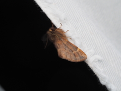 Ptilophora plumigera