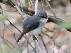 Eopsaltria georgiana