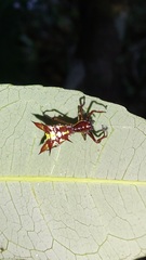 Micrathena