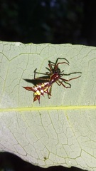 Micrathena