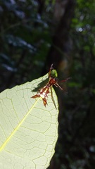 Micrathena