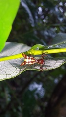 Micrathena