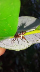 Micrathena