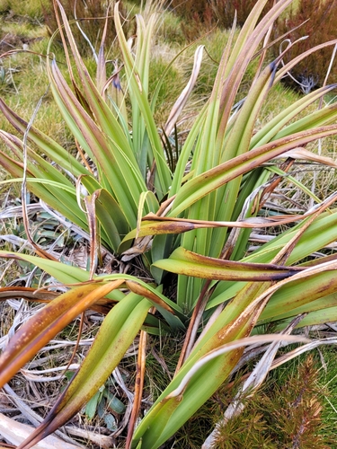 Astelia skottsbergii, photograph 3