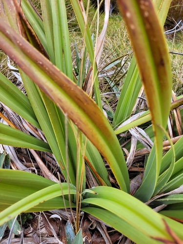 Astelia skottsbergii, photograph 4