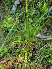 Xyris caroliniana