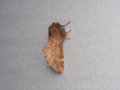 Ptilophora plumigera