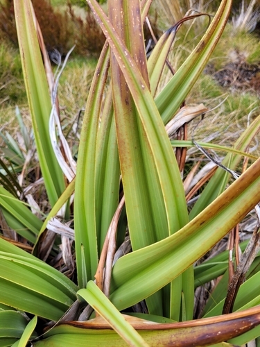 Astelia skottsbergii, photograph 5