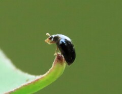 Phalacridae