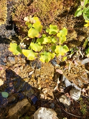 Caltha palustris