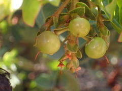 Arctostaphylos refugioensis