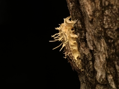 Akanthomyces