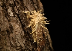 Akanthomyces
