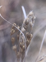 Juncus dudleyi