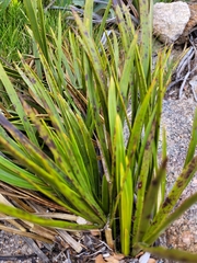 Aciphylla trifoliolata