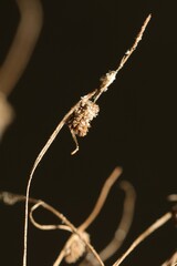 Cyperus subsquarrosus