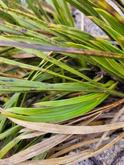 Aciphylla trifoliolata