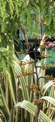 Prosthemadera novaeseelandiae
