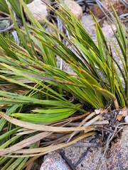 Aciphylla trifoliolata