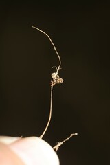 Cyperus subsquarrosus