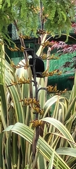Prosthemadera novaeseelandiae