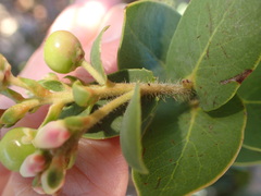 Arctostaphylos refugioensis