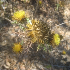 Carlina hispanica