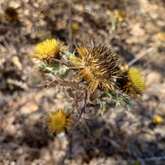 Carlina hispanica