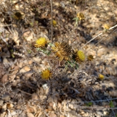 Carlina hispanica