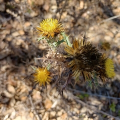 Carlina hispanica