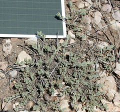 Penstemon caespitosus desertipicti
