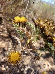 Carlina hispanica