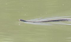 Thamnophis proximus proximus