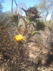 Carlina hispanica