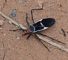 Zelurus circumcinctus