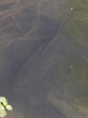 Lepomis gulosus
