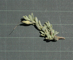 Penstemon caespitosus desertipicti