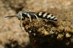 Microbembex monodonta