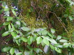Syzygium tierneyanum