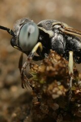 Microbembex monodonta